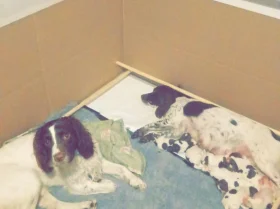 English Springer Spaniel