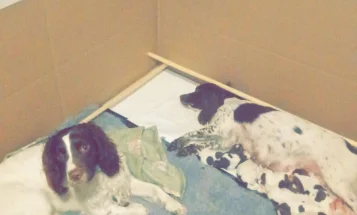 English Springer Spaniel