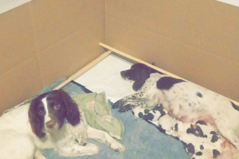 English Springer Spaniel