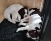 English Springer Spaniel
