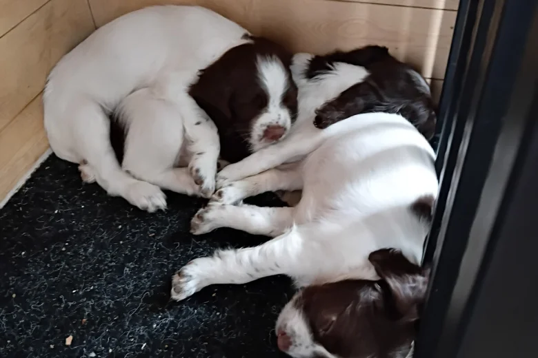 English Springer Spaniel