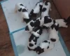 English Springer Spaniel