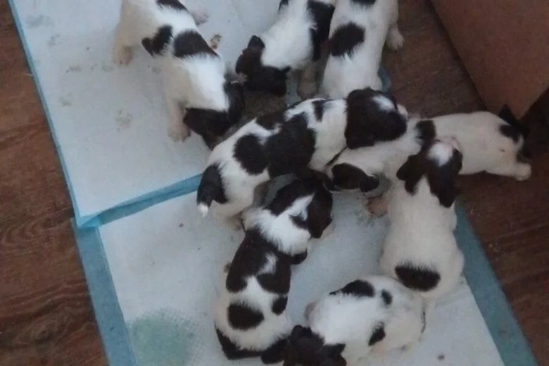 English Springer Spaniel