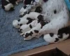 English Springer Spaniel