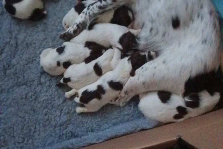 English Springer Spaniel