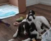 English Springer Spaniel