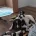 English Springer Spaniel