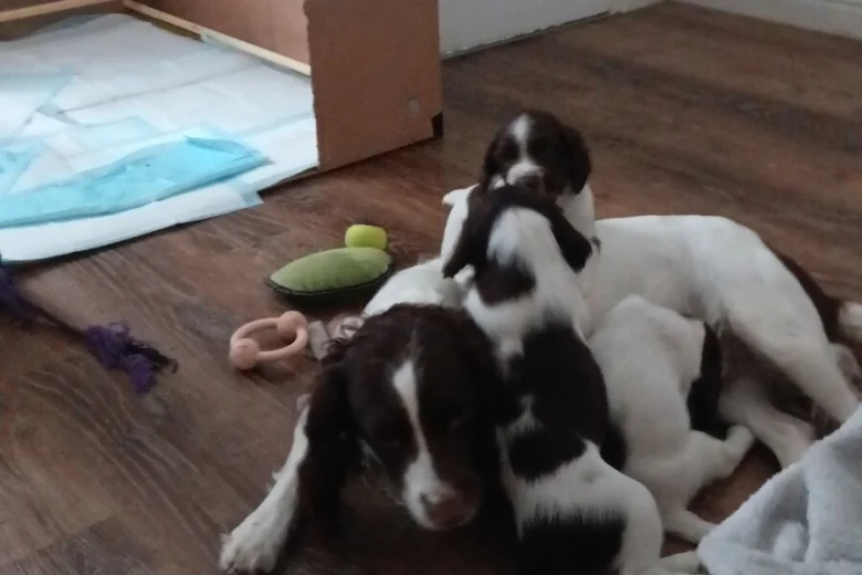 English Springer Spaniel