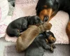 Doberman