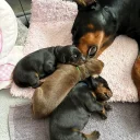 Doberman