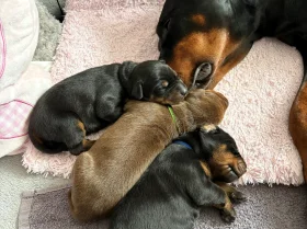 Doberman