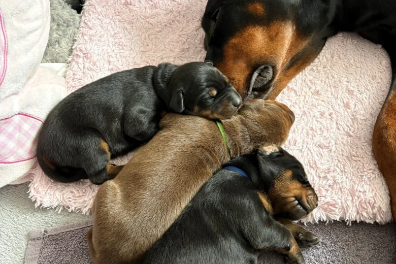 Doberman