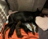 Doberman