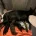 Doberman