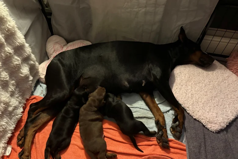Doberman