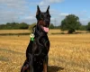 Doberman