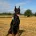 Doberman