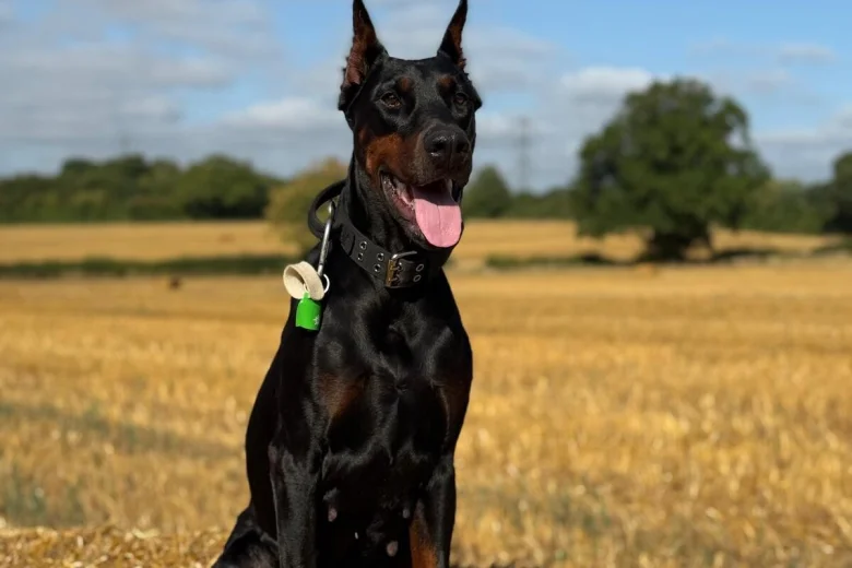 Doberman