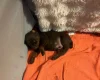 Doberman