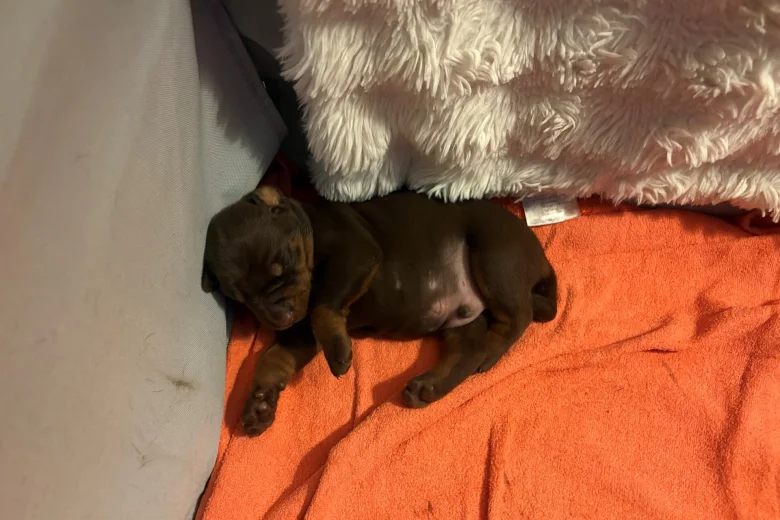 Doberman