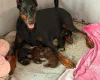 Doberman