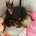 Doberman