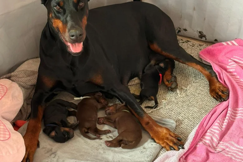 Doberman