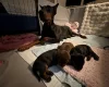 Doberman