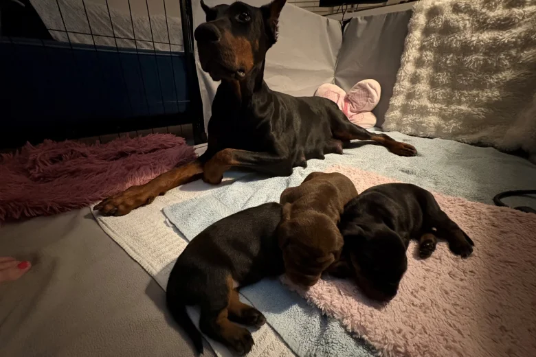 Doberman