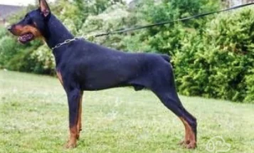 Doberman