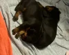 Doberman