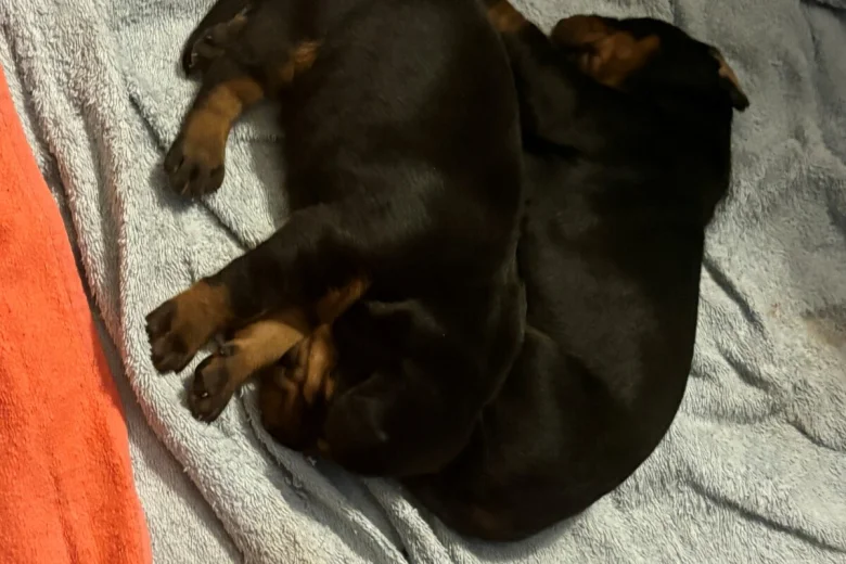 Doberman