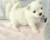 Maltese
