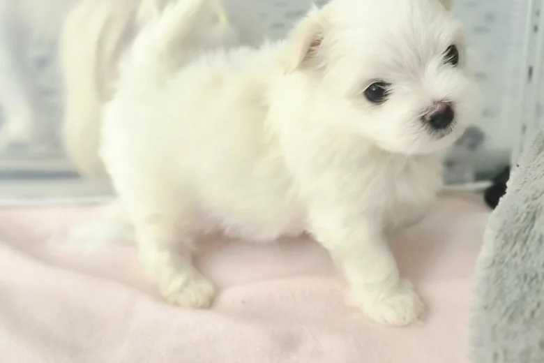 Maltese