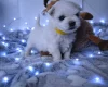 Maltese