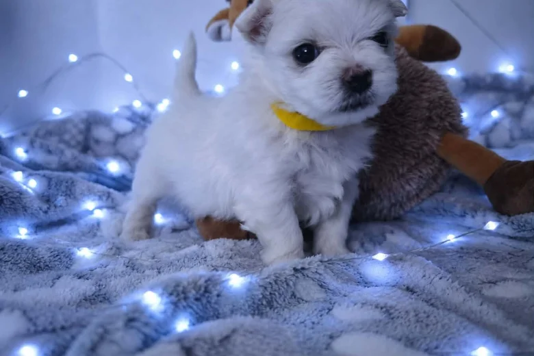 Maltese