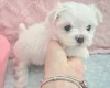Maltese