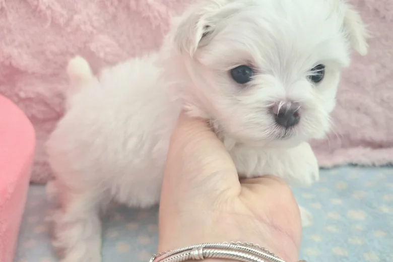 Maltese