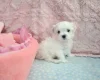 Maltese