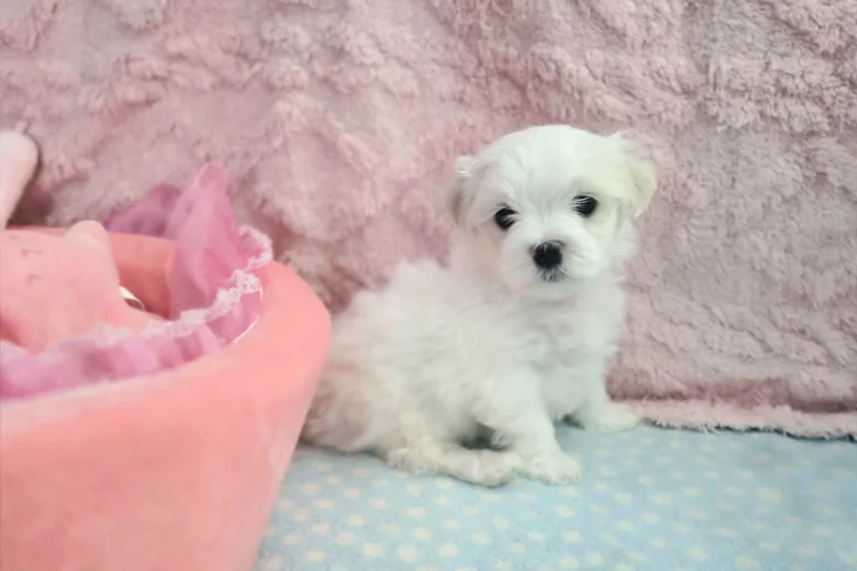 Maltese