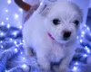 Maltese