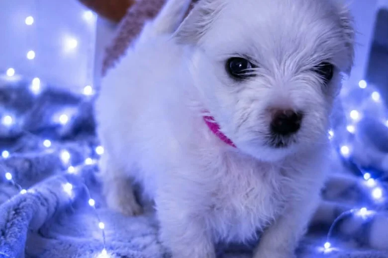 Maltese