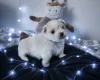 Maltese
