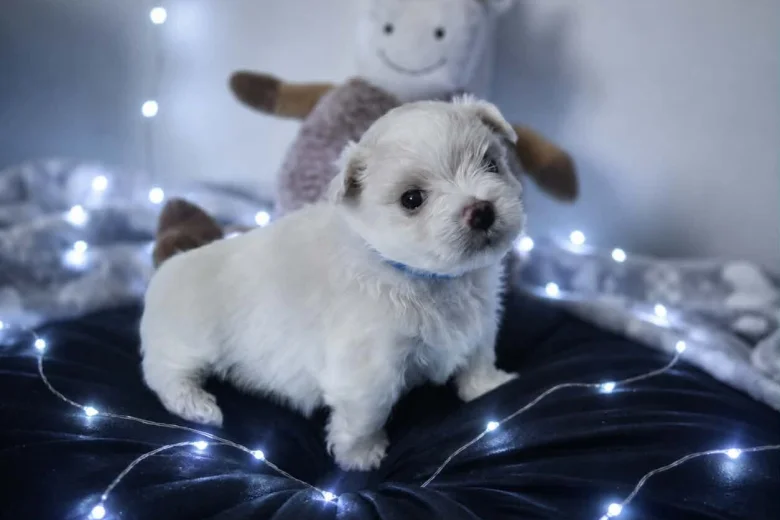Maltese