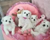 Maltese