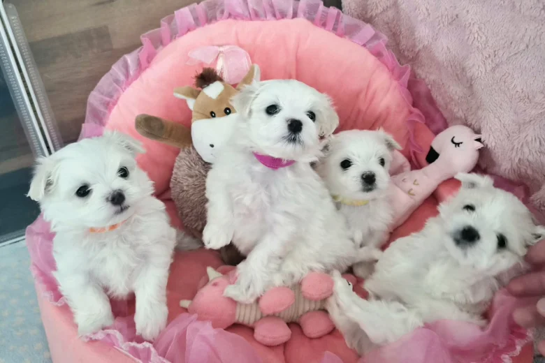 Maltese