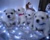 Maltese