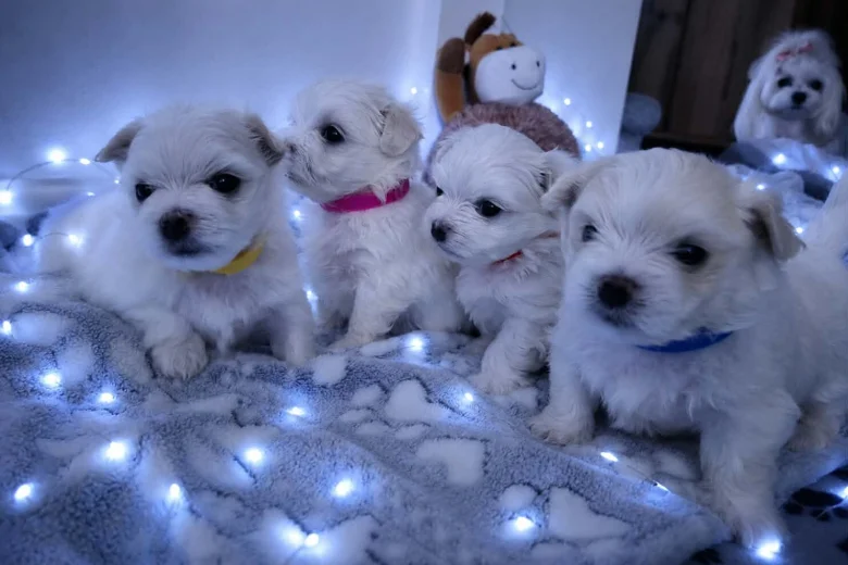 Maltese