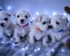 Maltese