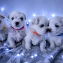 Maltese